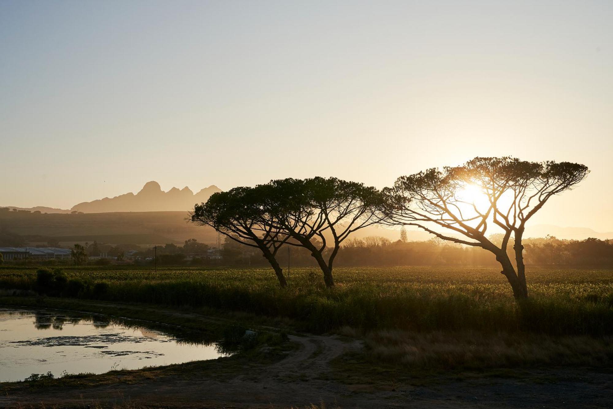 Vergenoegd Loew Boutique Hotel & Spa Cape Town Bagian luar foto