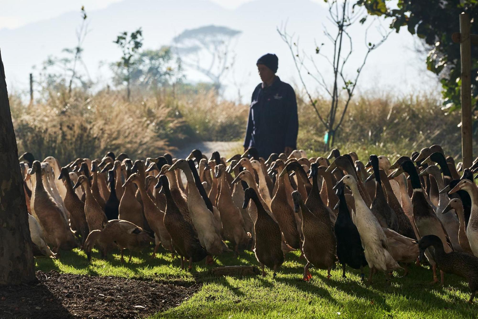 Vergenoegd Loew Boutique Hotel & Spa Cape Town Bagian luar foto